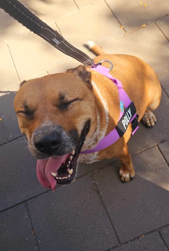 Customer photo review of Dog Harness