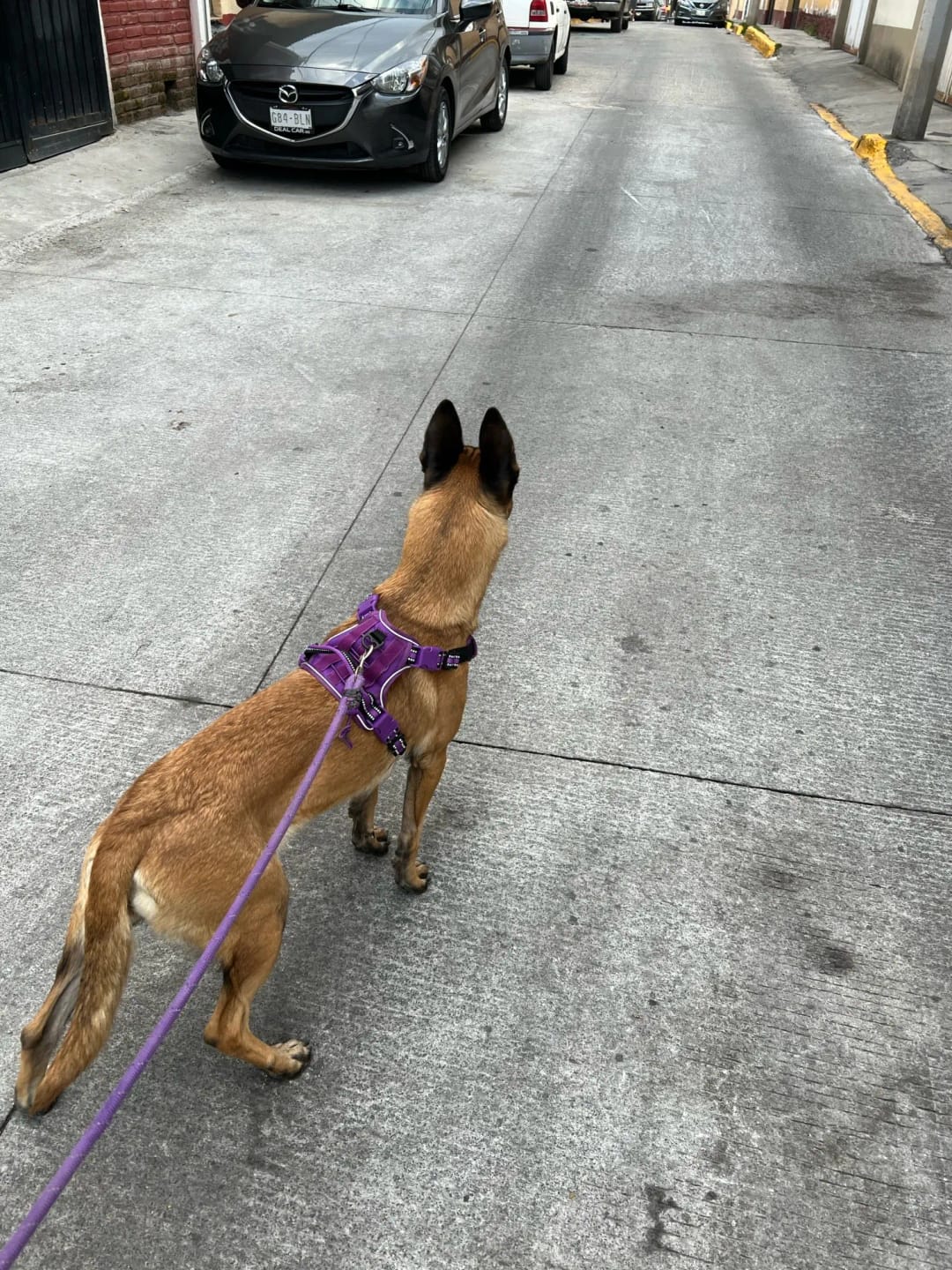 Customer photo review of Tactical Adjustable Breathable Dog Harness for Medium Large Dog