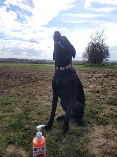 Customer photo review of Flea and Tick Dog Shampoo with Neem Oil