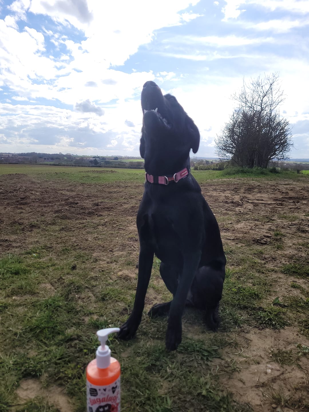 Customer photo review of Flea and Tick Dog Shampoo with Neem Oil