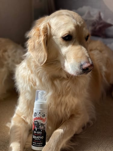 Customer photo review of No Rinse Flea & Tick  Shampoo for Dogs & Cats