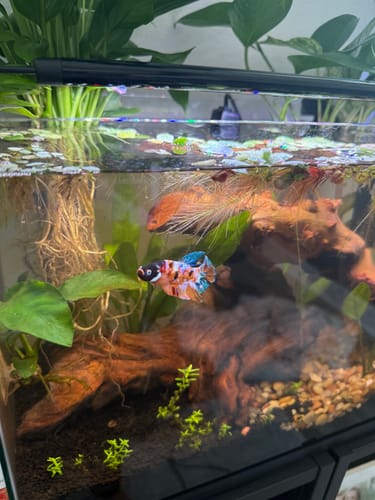 Customer photo review of Multicolor Plakat Male Betta Fish |Show Grade|  You Pick Fish