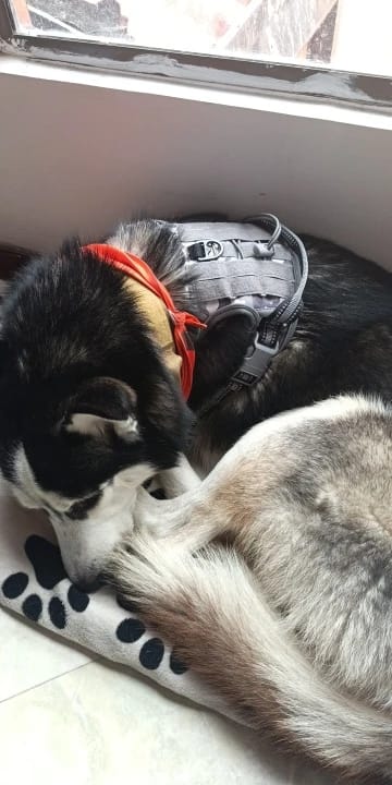 Customer photo review of Tactical Adjustable Breathable Dog Harness for Medium Large Dog