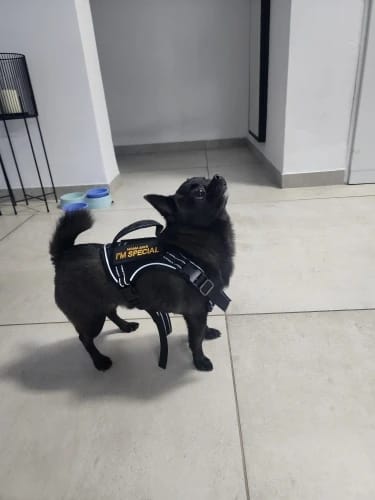 Customer photo review of Outdoor Training Tactical Dog Harness for Small Dogs