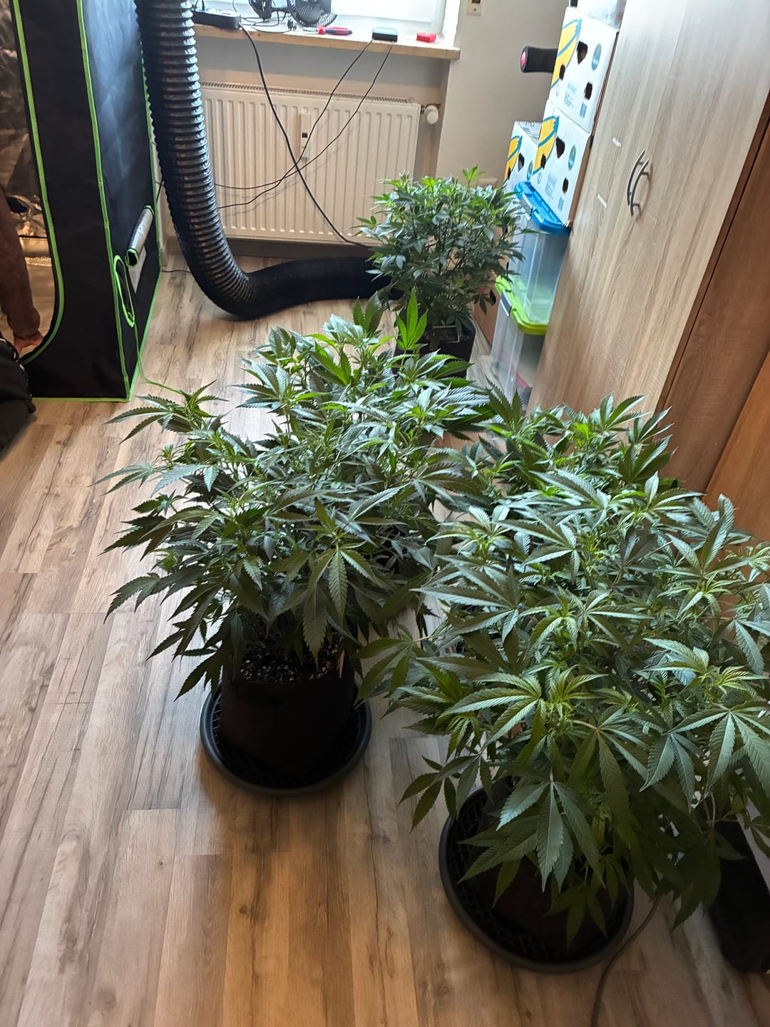 Customer photo review of Hanfstecklinge | Epic Buzz