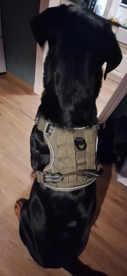 Customer photo review of Tactical Adjustable Breathable Dog Harness for Medium Large Dog