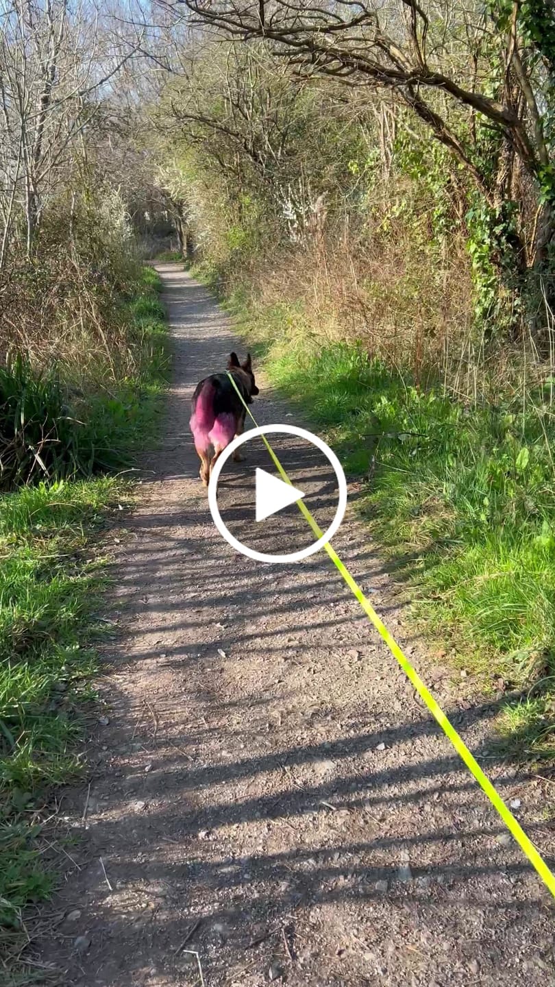 Customer video review of Training Anti Pull TRI-Harness® | M-XL Breeds - Khaki