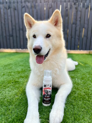Customer photo review of No Rinse Flea & Tick  Shampoo for Dogs & Cats