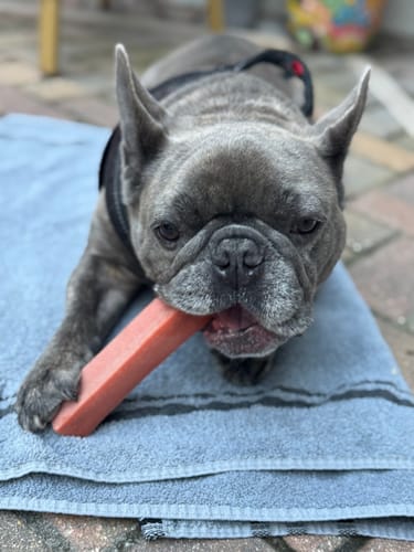 Customer photo review of Strawberry Yak Chews One Size Fits All