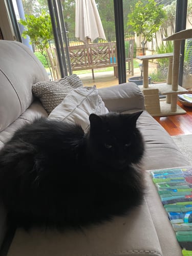 Customer photo review of 3 Month Supply - 1 Cat