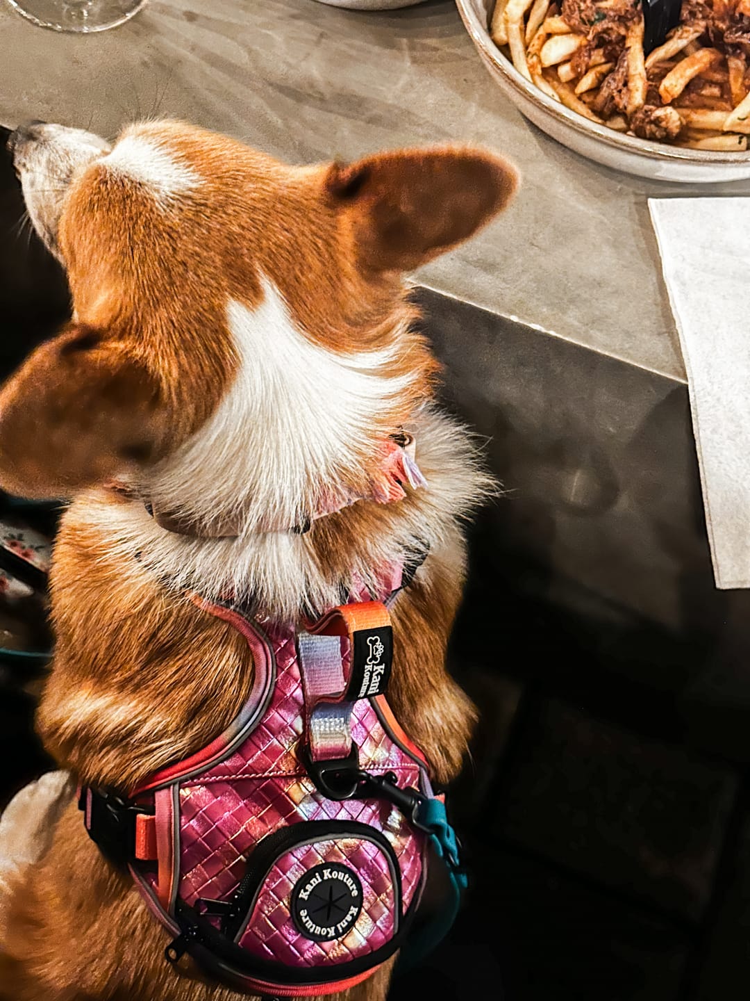 Customer photo review of Fuchsia Meadows - Adventure Leather Harness