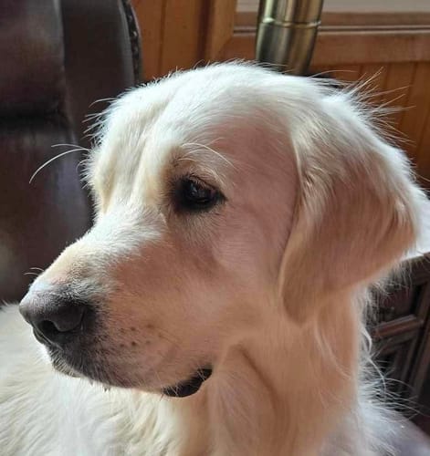 Customer photo review of Himalayan Yak Chew (EXTRA LARGE)