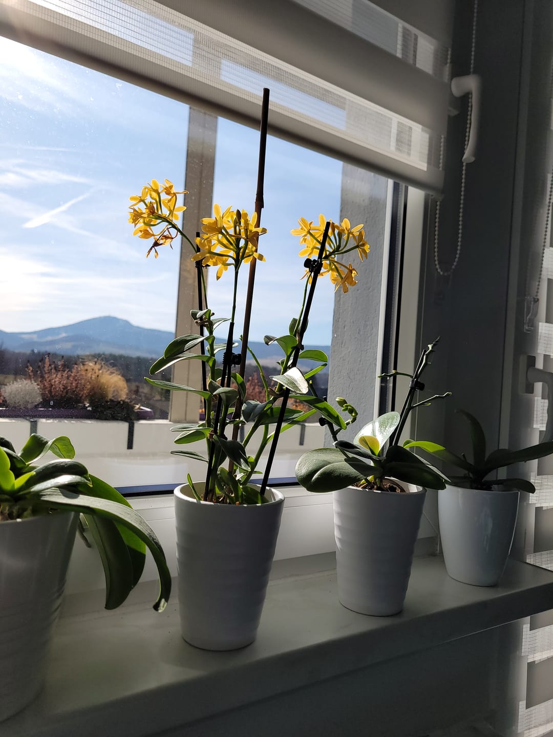 Customer photo review of Übertopf Wave Vase in verschiedenen Farben (9cm Töpfe)