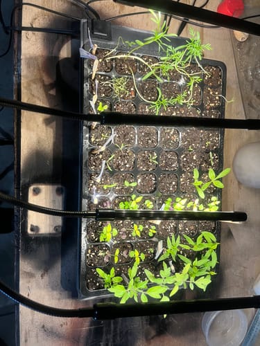 Customer photo review of Sun Gold Pole Cherry Tomato Seeds