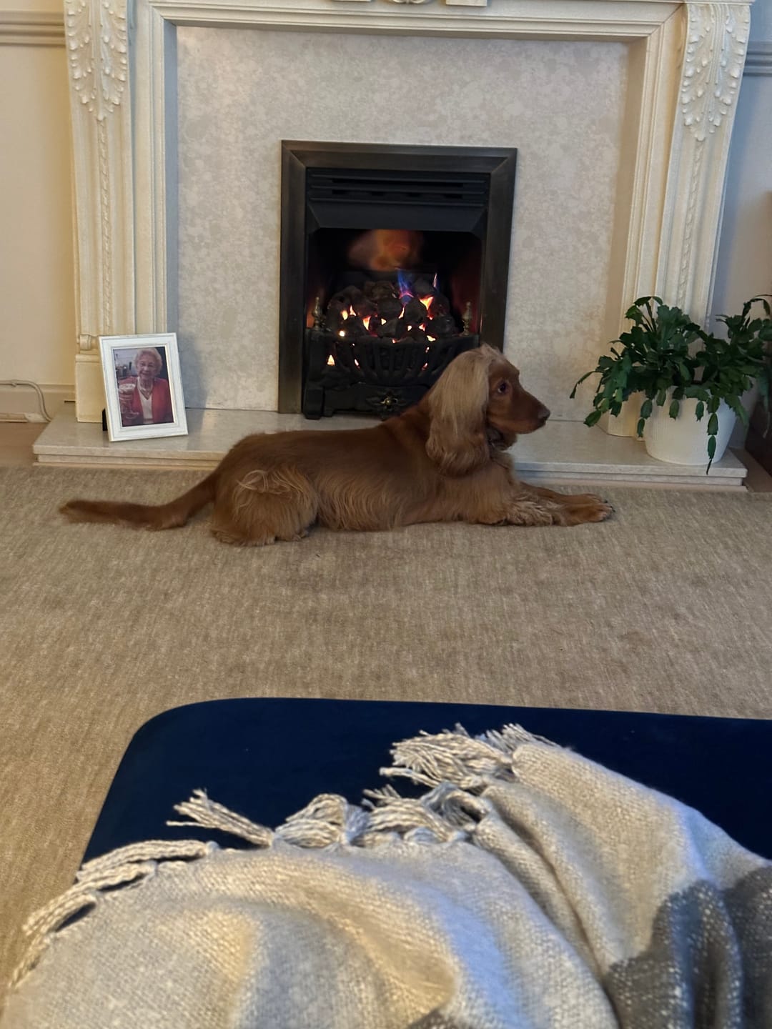 Customer photo review of Griffiths' Original Beef 15kg