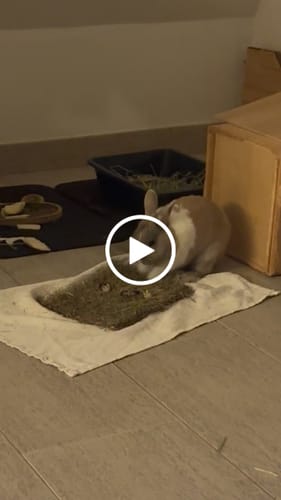 Customer video review of Tapis à creuser Pissenlit-Party