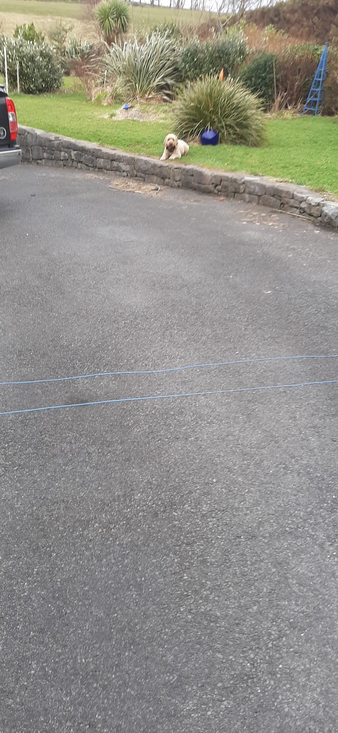Customer photo review of F600 Dog Fence for All Size Dogs
