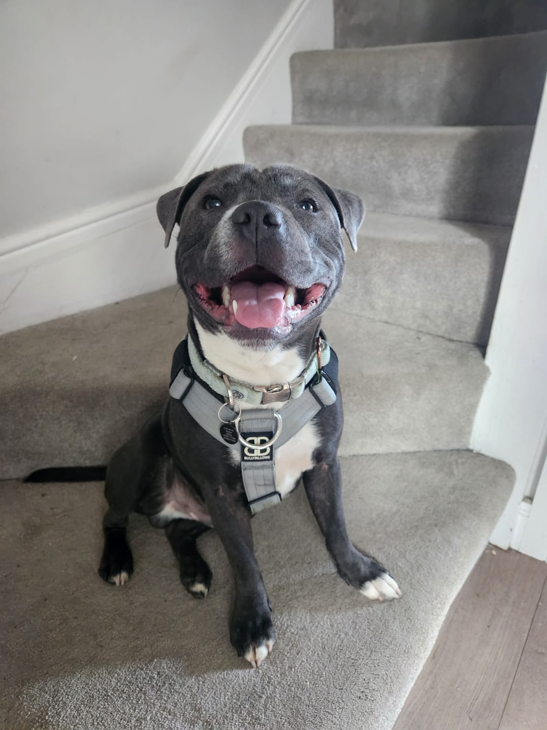 Customer photo review of Training Anti Pull TRI-Harness® | M-XL Breeds - Metal Grey