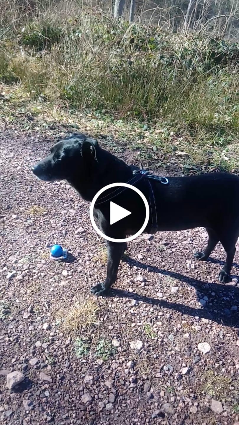 Customer video review of Mikronährstofftest - Mängel Hund