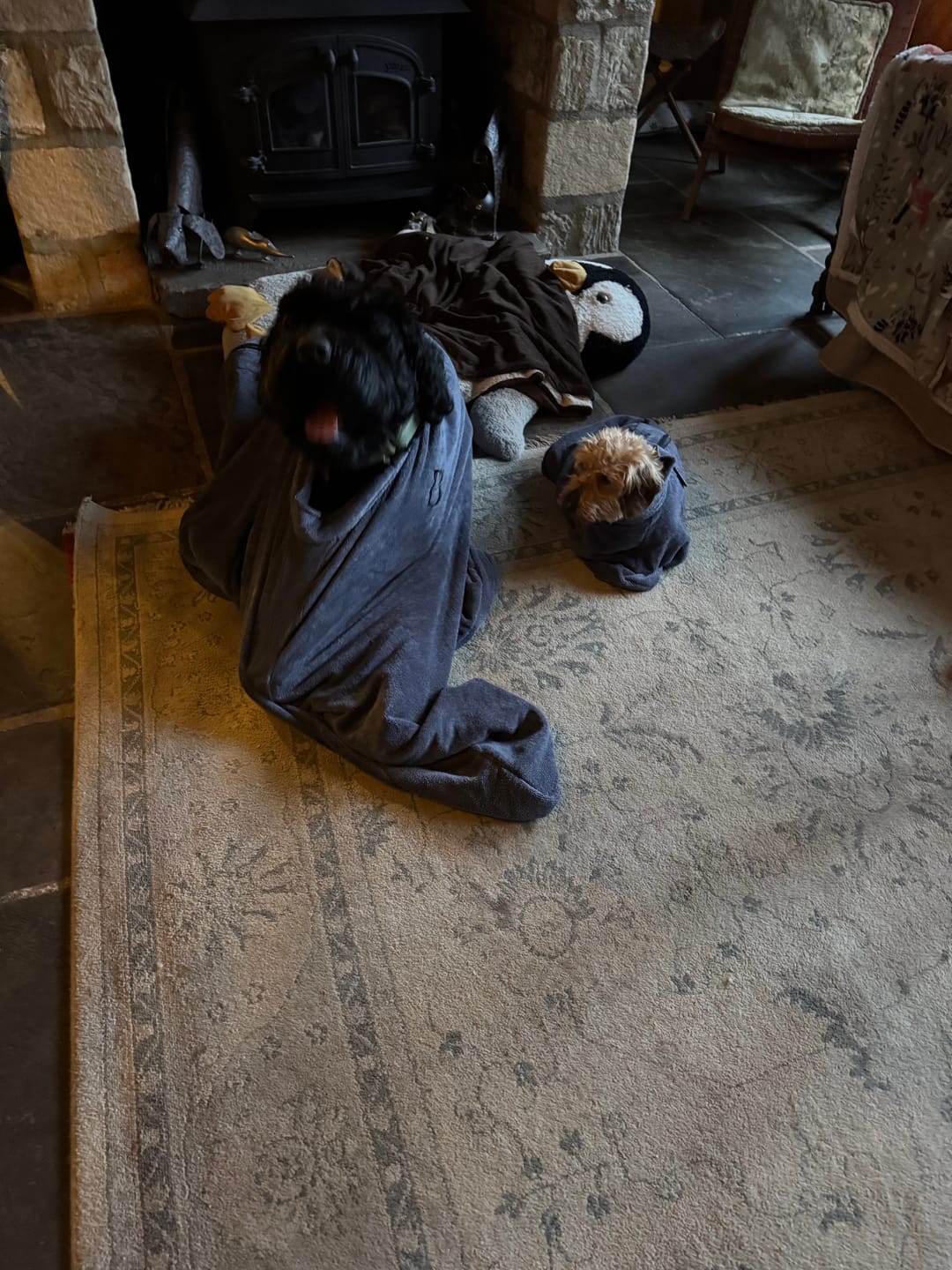 Customer photo review of Luxury Dog Drying Bag