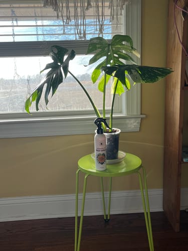 Customer photo review of Houseplant Pest Spray