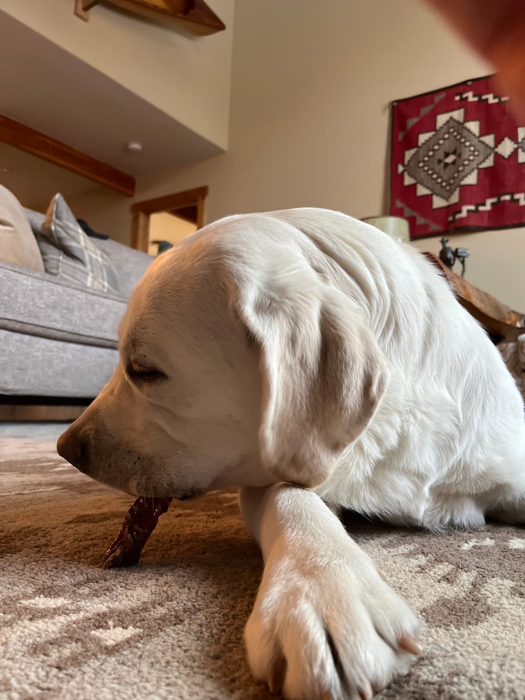 Customer photo review of 6 Inch Power Bully Sticks