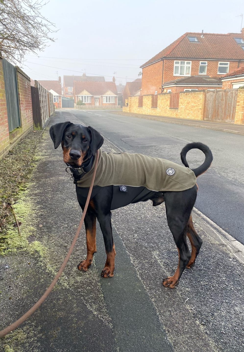 Customer photo review of Dog Fleece With Zip - Khaki