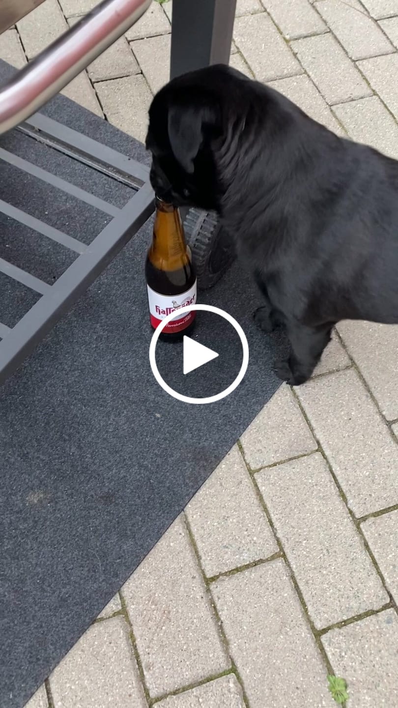 Customer video review of Allergietest - Tierische Proteine Hund