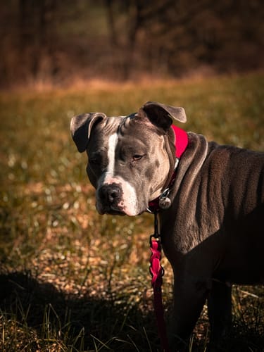 Customer photo review of Extra avgift