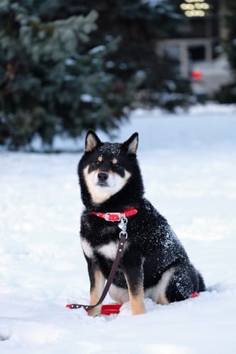 Customer photo review of Cherry - Classic Biothane Dog Leash