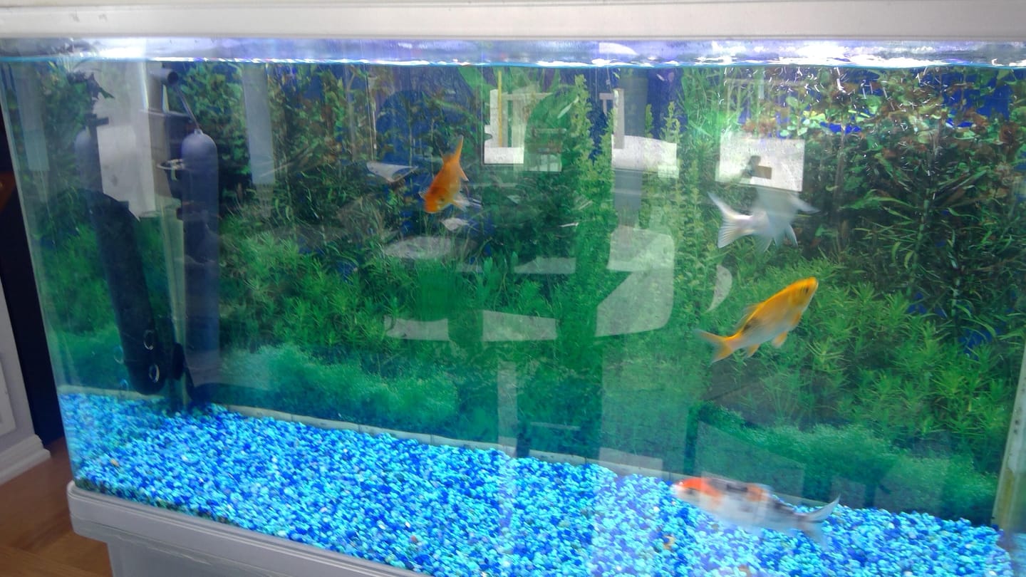 Customer photo review of AA Aquarium Green Killing Machine