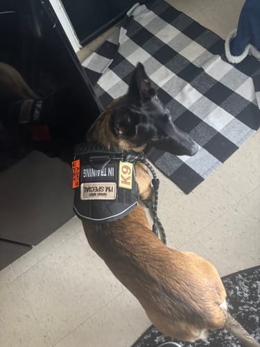 Customer photo review of NEW Upgraded Tactical No-Pull Team K9™ Dog Harness with 4 Quick-Release Metal Buckles, Reinforced Front & Back D-Rings, Hook & Loop Panels, Adjustable Straps, Reflective Strips, & Top Handle