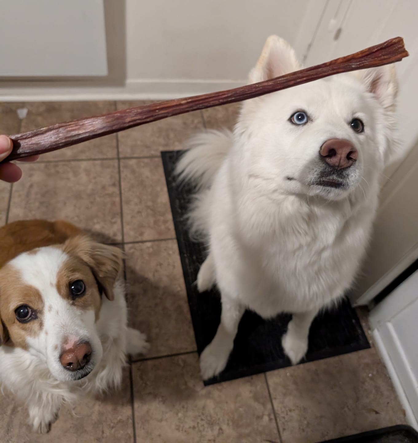 Customer photo review of 12 Inch Beef Jerky Stick