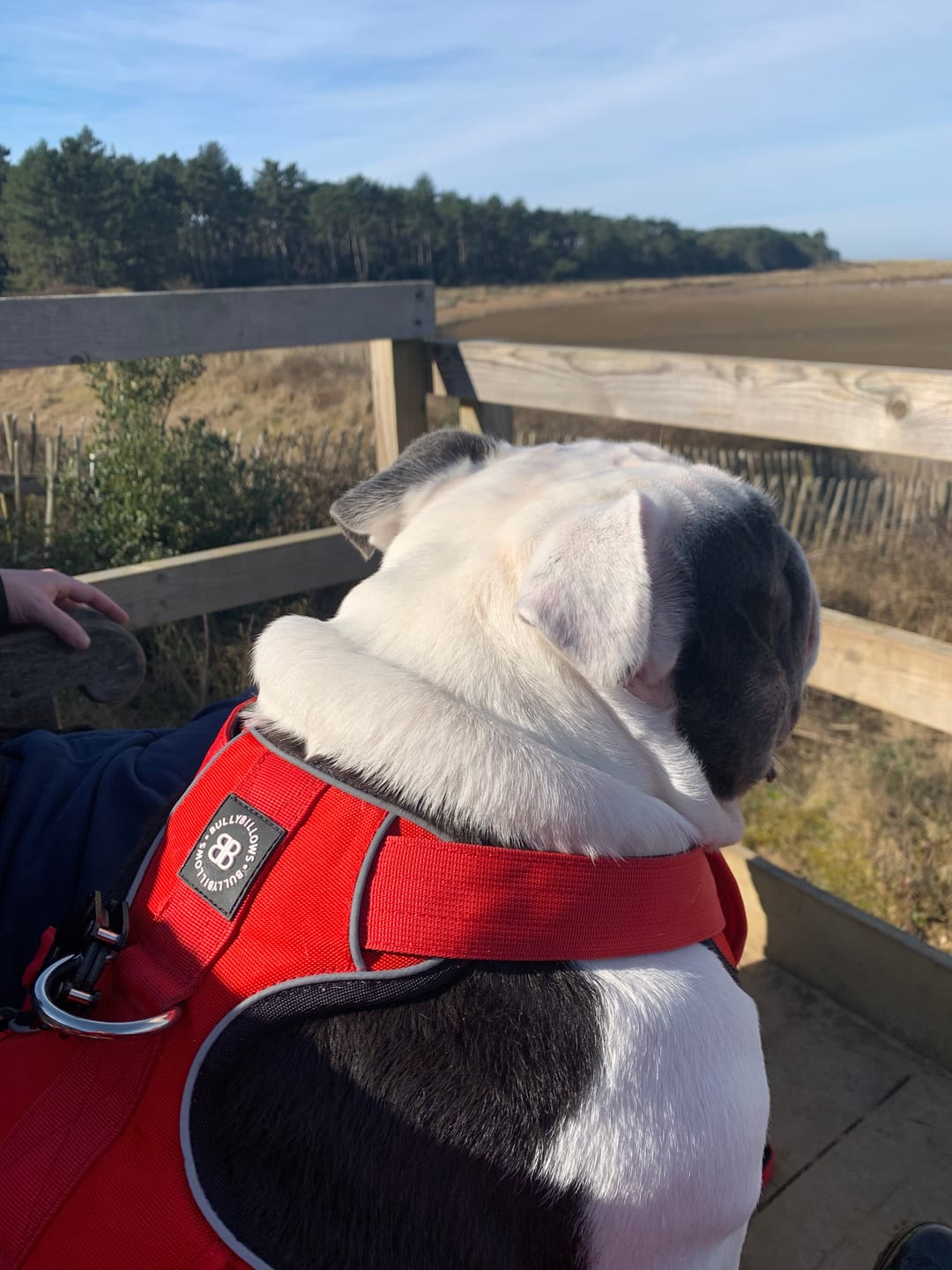 Customer photo review of Comfort Premium Harness | Non Restrictive - Red