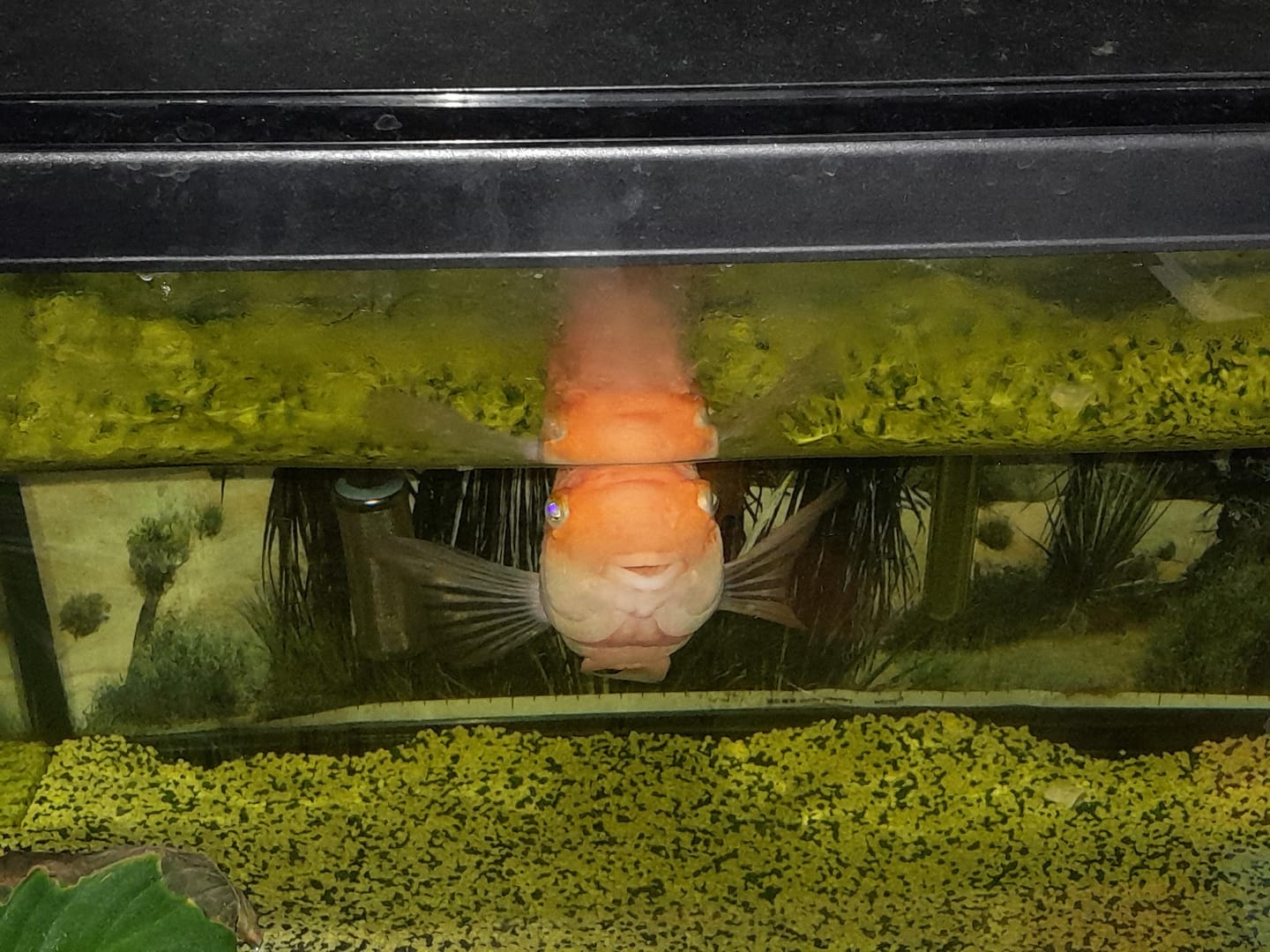 Customer photo review of Fluval Premium LED Aquarium Kit - Black