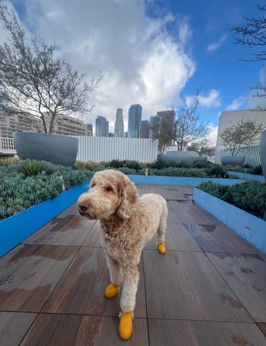 Customer photo review of WagWellies® by wagwear