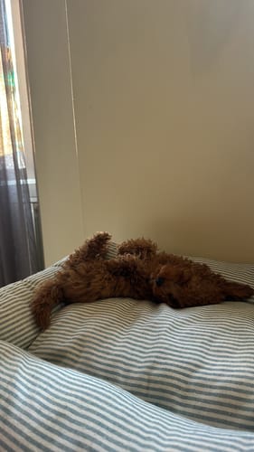 Customer photo review of Gioco Osso