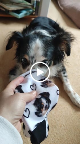 undefined review of Personalisierte Socken mit deinem Haustier image 1 out of 1
