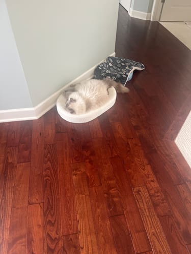 Customer photo review of ScratchLounge