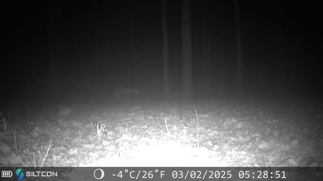 Customer photo review of Siltcon® Wildcamera Nachtzicht en wifi 4K