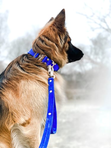 Customer photo review of Extreme Silver Buckle Blått - Starkt och säkert halsband