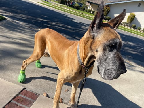 Customer photo review of WagWellies® Neon Green Mojave