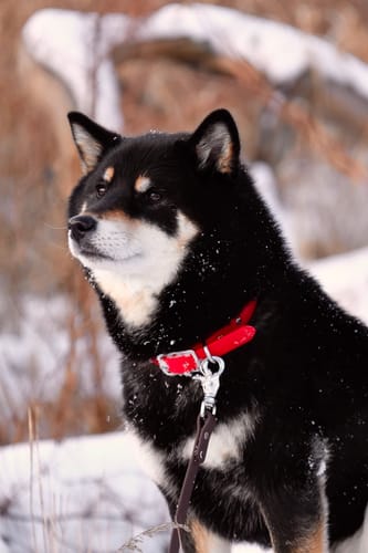 Customer photo review of Cherry - Classic Biothane Dog Collar