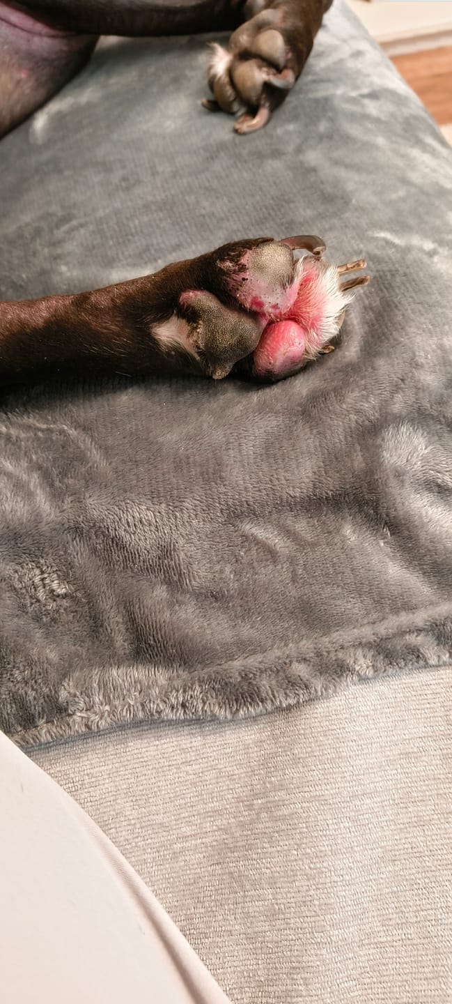 Customer photo review of Dog Duo Pack