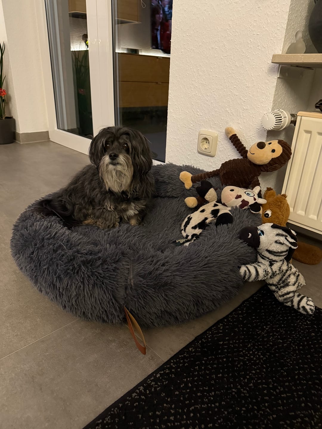 Customer photo review of Hundebett Belune® - Das Original