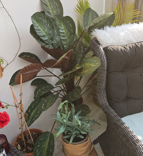 Customer photo review of Calathea Kunstplant 90cm