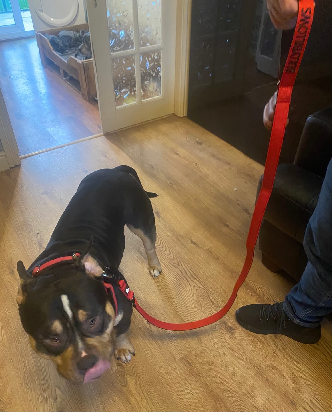Customer photo review of 1.4m Swivel Combat Lead | Anti-Tangle & Secure Clip - Red