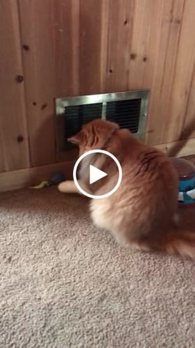 Emily C. review of SPEEDY TAIL 2.0 image 1 out of 1