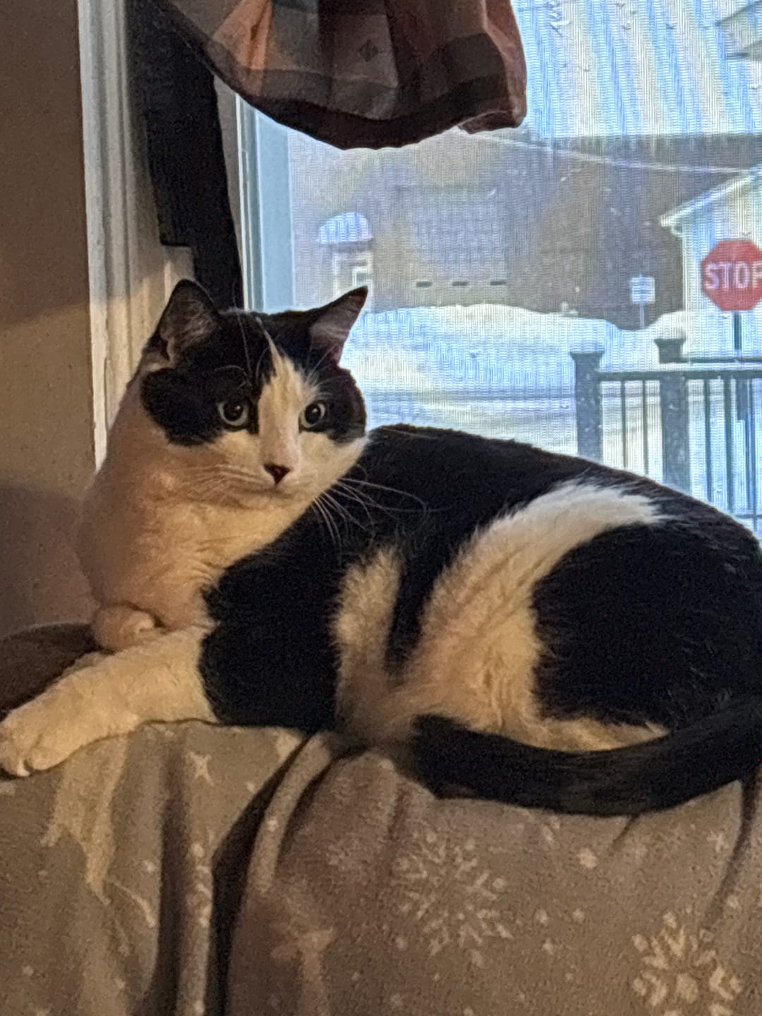 Customer photo review of Cat UTI & Kidney Support Remedy