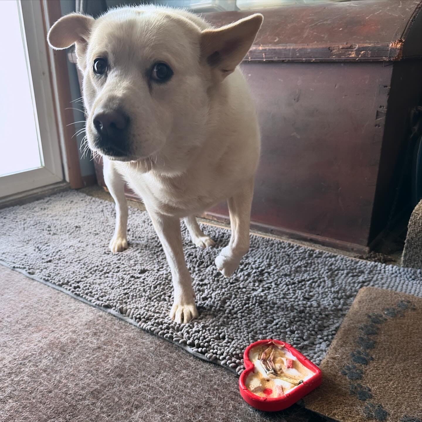 Customer photo review of FreezHeart - Durable Heart Enrichment Chew